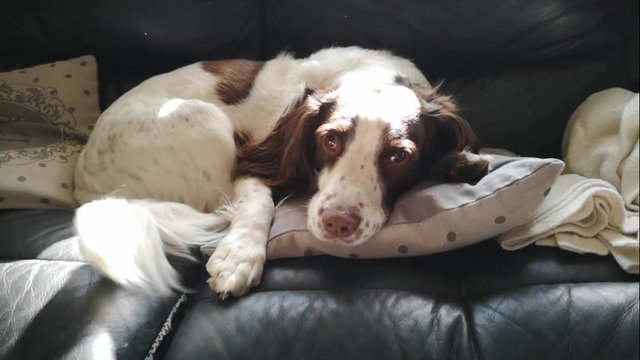 My Springer Spaniel "Harry" Was Feeling Rather Bored Today, So I Decided To Take A Slo-Mo Of Him With My Phone - Handheld, No Stabilization.