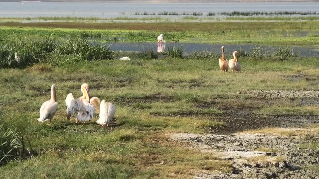 Pelicans cleaning themselves with flamingos in the beackground in Tanzania Africa savanna