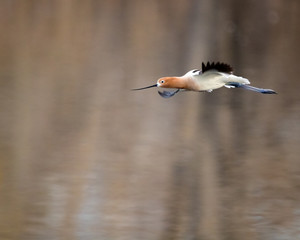 Avocet in Flight