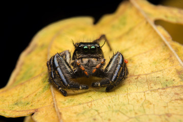 Jumping spider predator nature habitat