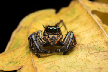 Jumping spider predator nature habitat