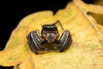 Jumping spider predator nature habitat
