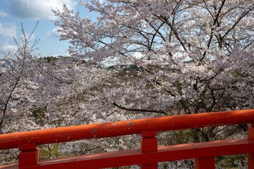 吉野山の桜