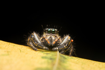 Jumping spider predator nature habitat