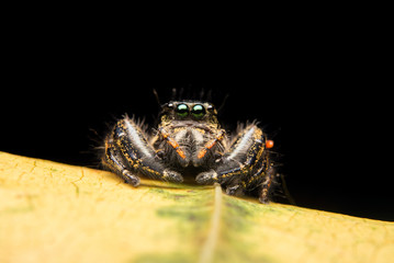 Jumping spider predator nature habitat