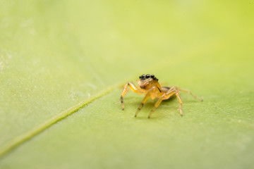 Jumping spider predator nature habitat