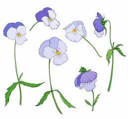 Set of flowers pansies  vector drawing