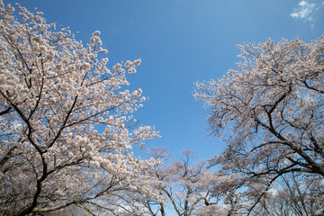 Naklejka premium 吉野山の桜
