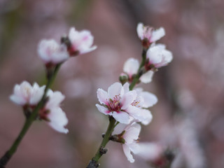 flor de durazno