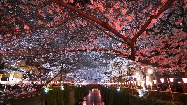 Cherry blossom festival at Meguro river. Meguro river. is a popular spot during spring season.
