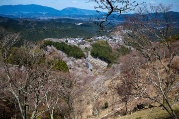 吉野山の桜