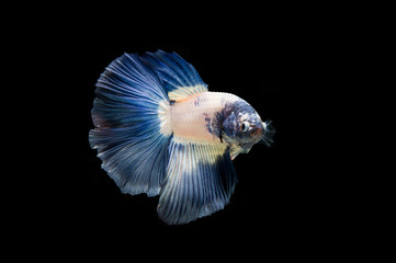 Beautiful colorful of siamese betta fish