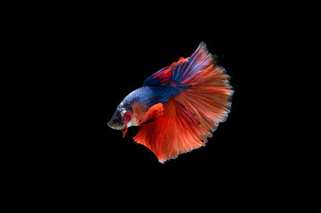 Beautiful colorful of siamese betta fish