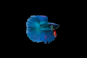 Beautiful colorful of siamese betta fish