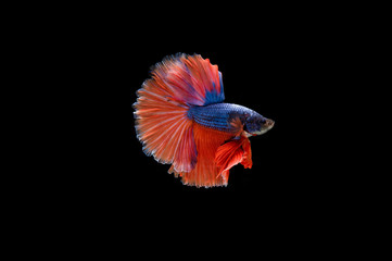 Beautiful colorful of siamese betta fish