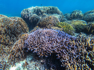 Naklejka na ściany i meble beautiful coral in diving spot at Boulder island