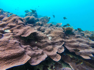 beautiful coral in diving spot at Boulder island © Sunanta