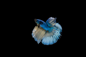 Beautiful colorful of siamese betta fish