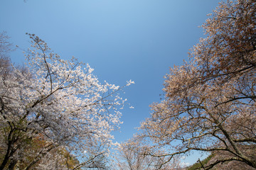 Fototapeta premium 吉野山の桜