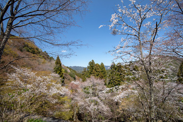 吉野山の桜