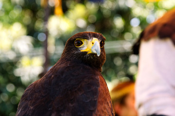 Brown Falcon close up 