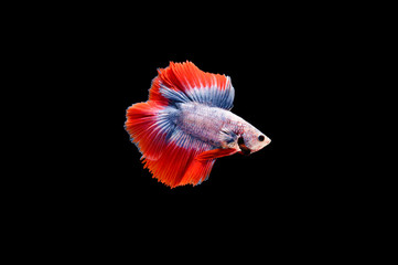 Beautiful colorful of siamese betta fish