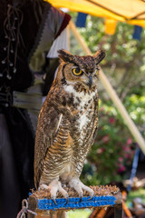 Owl standing 