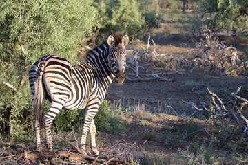 Steppenzebra / Burchell's zebra / Equus burchellii