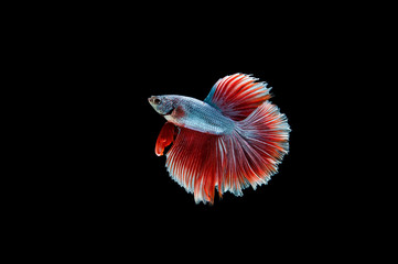 Beautiful colorful of siamese betta fish