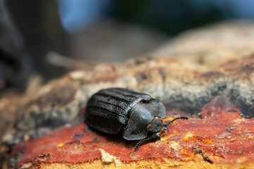 Peltis grossa on polypore