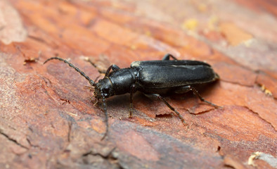 Brown spruce longhorn beetle, Tetropium fuscum  on wood