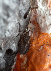 Flat bug, Aradus corticalis, on red belt conk, Fomitopsis pinicola