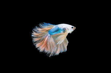 Fototapeta premium Beautiful colorful of siamese betta fish