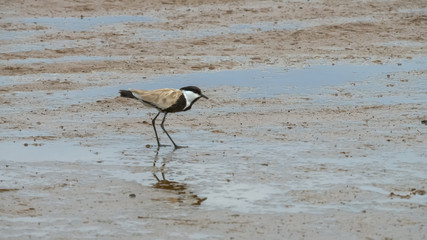 spur winged plover at lake bogoria in kenya