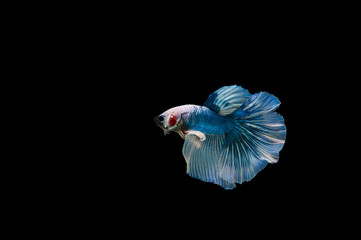 Beautiful colorful of siamese betta fish