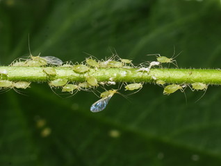 Aphids on a green plant stem one winged individual