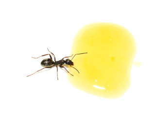 The black garden ant Lasius niger drinking from a droplet of orange juice