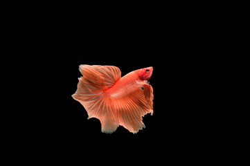 Beautiful colorful of siamese betta fish