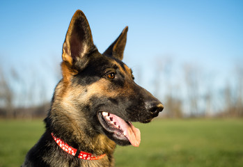 German Shepherd Panting