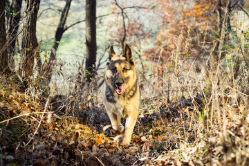 German Shepherd Running Through Woods 1