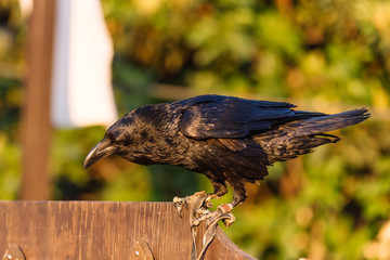 Raven close up 