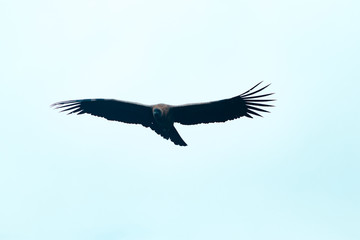 cóndor de los andes