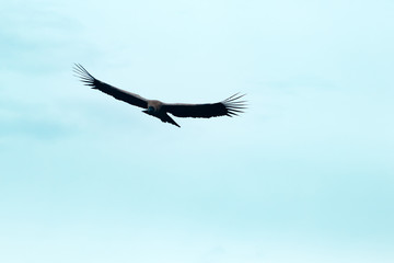 cóndor de los andes