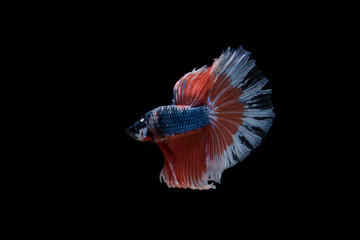 Beautiful colorful of siamese betta fish