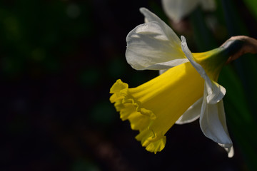 nahaufnahme einer gelben narzisse im frühling © leopictures