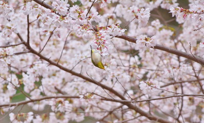 桜メジロ