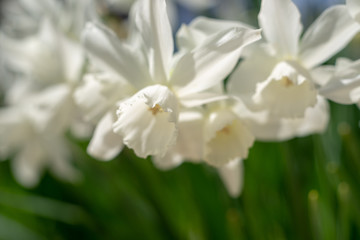 Obraz na płótnie Canvas White daffodils in the spring sun
