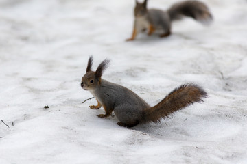two squirrels on the snow