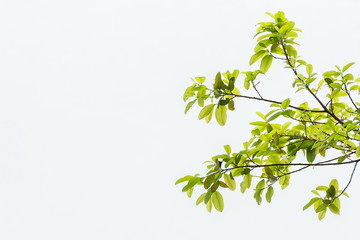 Light green leaf bouquet on the right hand side of the image on a white background
