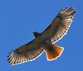 red tailed hawk flying in the blue sky